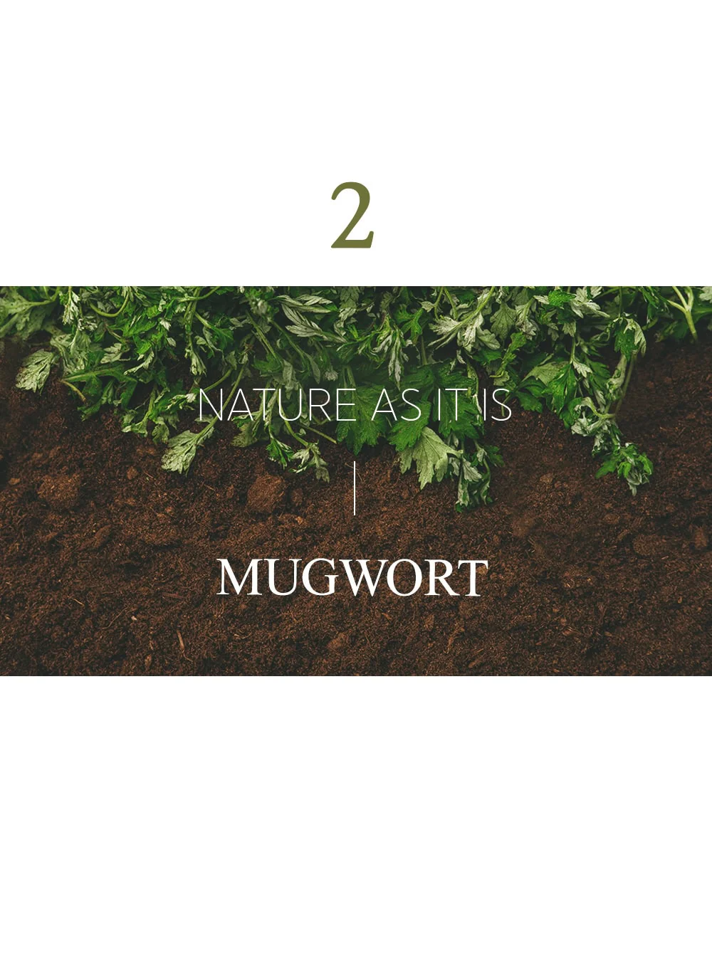 Mugwort Mask (110g) - Image 8